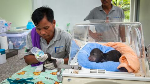 Cambodian keeper Kem Sun Heng feeds sun bear cubs 