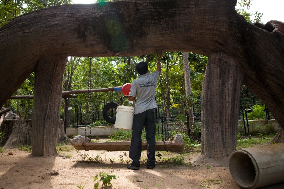 A bear keeper from Free The Bears places fruit inside a tire to stimulate the bears to exercise and play at one of the non-profit's enclosures at the Phnom Tamao Wildlife Rescue Center. <a href="http://www.erikapineros.com/" target="_blank" target="_blank">Photo by Erika Pineros.</a>