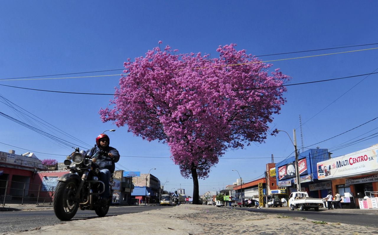A biker rides past a pink lapacho in Asuncion. The lapacho is the national tree of Paraguay.