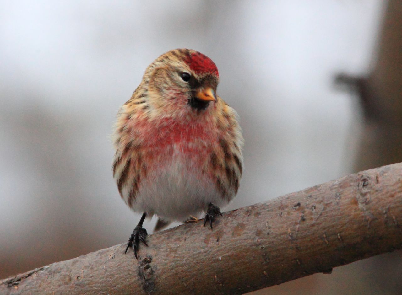 These birds are called <a href="http://ireport.cnn.com/docs/DOC-893178">redpolls</a> after the distinctive red marking on their head. Lee Gunderson says they are one of winter's passing joys in Canada.
