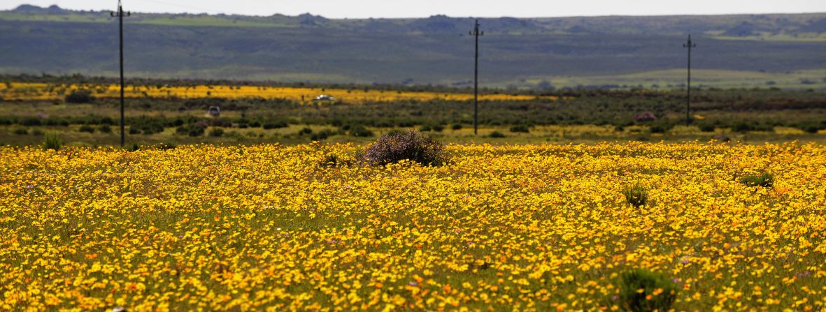 However these flowers do more than just leave visitors in awe, they also act as a sort of shelter for the land so it can reboot for the following dry season. <br /><br />"Its nature's way of rehabilitating" mentions Nel. <br /><br />"They cover the land, they cover the soil, protecting it from rain and wind erosion." <br /><br />The small town of Nieuwoudtville in the Northern Cape