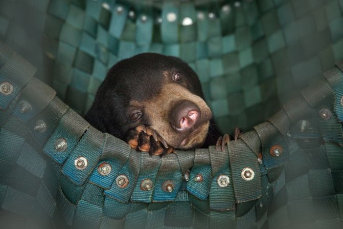 A sun bear takes a nap in one of Free The Bears' hammocks at the Phnom Tamao Wildlife Rescue Center near Phnom Penh. <a href="http://www.erikapineros.com/" target="_blank" target="_blank">Photo by Erika Pineros.</a>