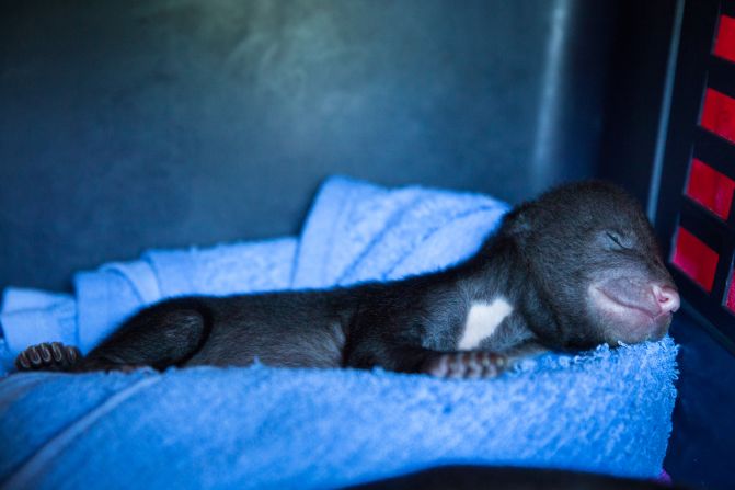 Rescued sun bear cub "Donut" naps inside a crate minutes before being fed at the Bear Quarantine Center at Phnom Tamao Wildlife Rescue Center. <a href="http://www.erikapineros.com/" target="_blank" target="_blank">Photo by Erika Pineros.</a>