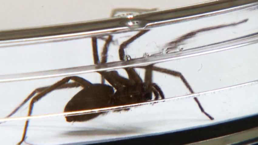 5000 brown recluse spiders force family from home