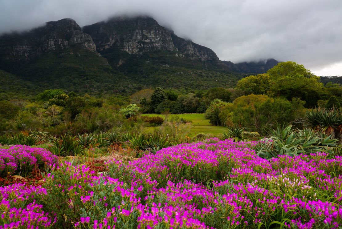 Cape Town's Kirstenbosch National Botanical Garden, on the slopes of Table Mountain. 
