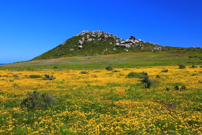 Providing a vital boost to the country's economy,  visitors travel from across the world to tour the colorful region. It seems that flowers can attract just as much attention as the regions famed lions, elephants and rhinos.<br /><br /><em>West Coast National Park, Western Cape, South Africa, captured by </em><a href="https://www.flickr.com/photos/c3ltics24/" target="_blank" target="_blank"><em>Cameron Bent </em></a>