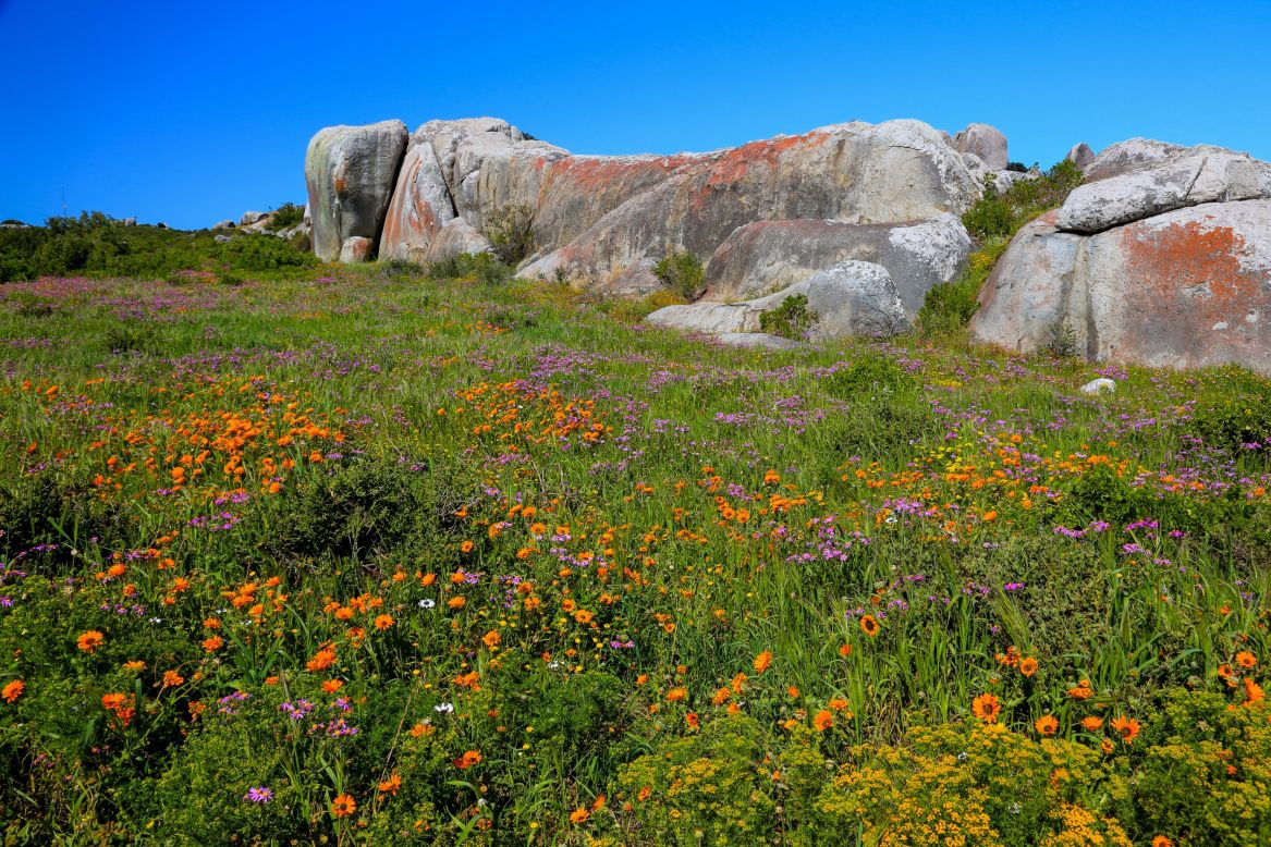 Some flower species, such as yellow Sparaxis, purple Geraniums and Snow Protea, can only be found in the desolate regions of Namaqualand and the Western Cape. <br /><br /><em>Postberg Nature Reserve, West Coast National Park, Western Cape, South Africa, captured by </em><a href="https://www.flickr.com/photos/c3ltics24/" target="_blank" target="_blank"><em>Cameron B</em><em>ent</em></a>