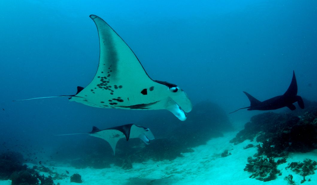 The Coral Triangle was declared a sanctuary for manta rays in 2013.