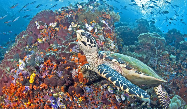 Six of the world's seven species of marine turtles can be found in the Coral Triangle, including the hawksbill sea turtle.