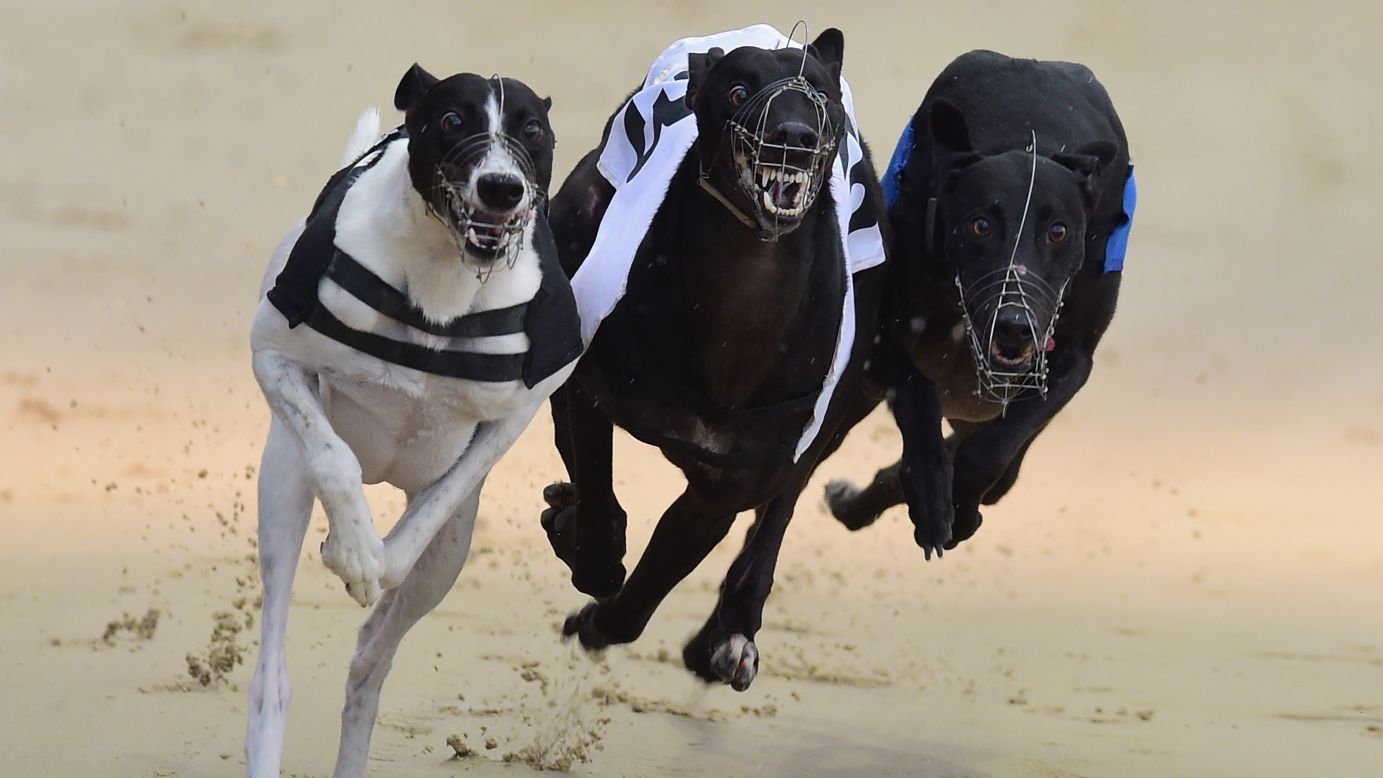 Greyhounds race Thursday, October 9, at Coral Romford Greyhound Stadium in Romford, England.