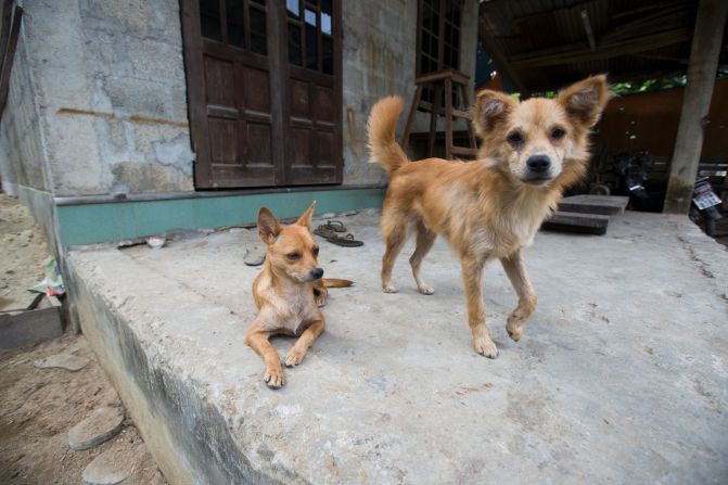 At least one pooch perks up for visitors in Hue.