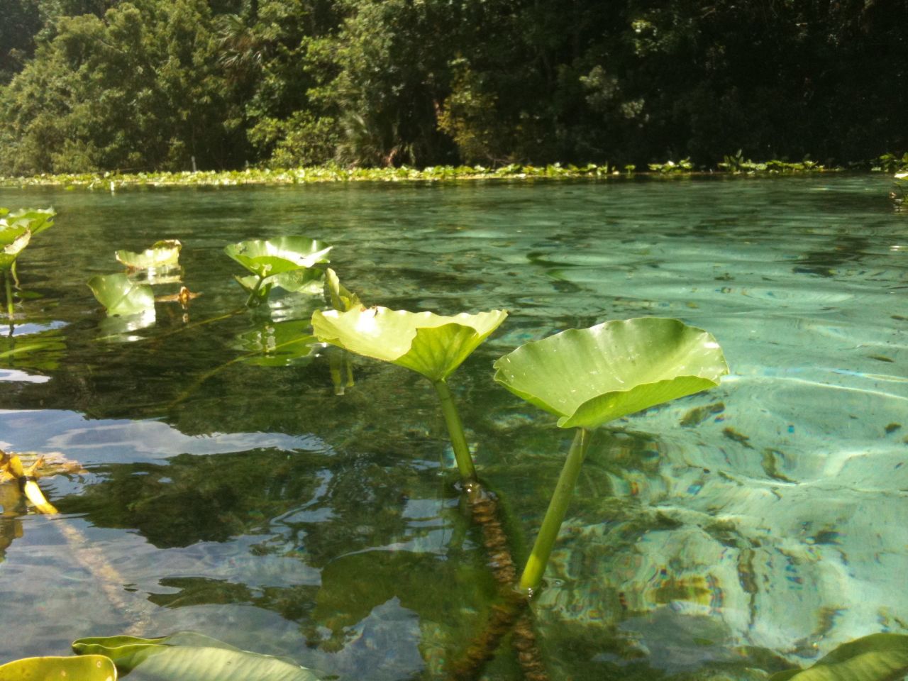 On a hot July day, the brisk waters of Alexander Springs in Ocala National Forest prove irresistible. It would be difficult to find a more inviting swim. Lily pads flourish in the spring's crystal-clear waters.