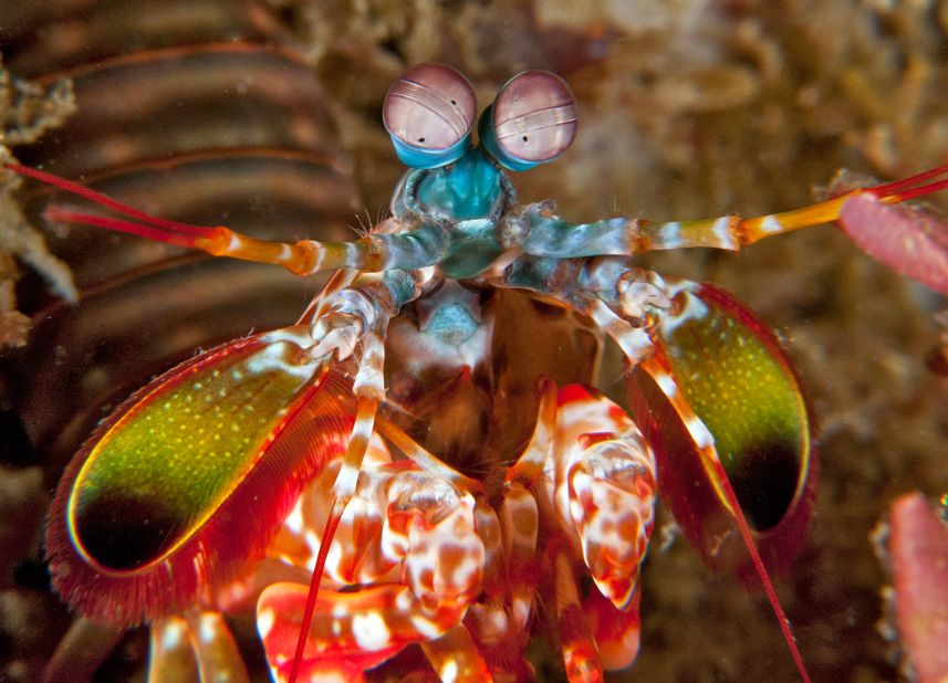 The most recent survey around Manado, Indonesia, covered up to 80 linear kilometers of reef and captured images of creatures such as this mantis shrimp. 