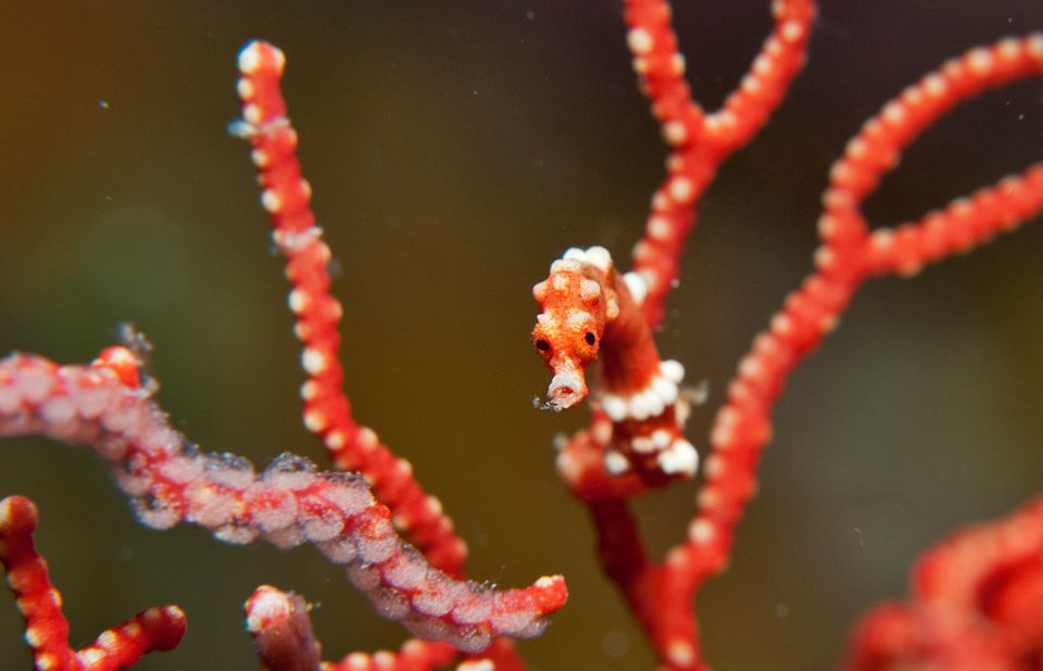 The Coral Triangle is home to nearly 600 species of reef-building corals and 3,000 species of reef fish and other life, including this pygmy seahorse.