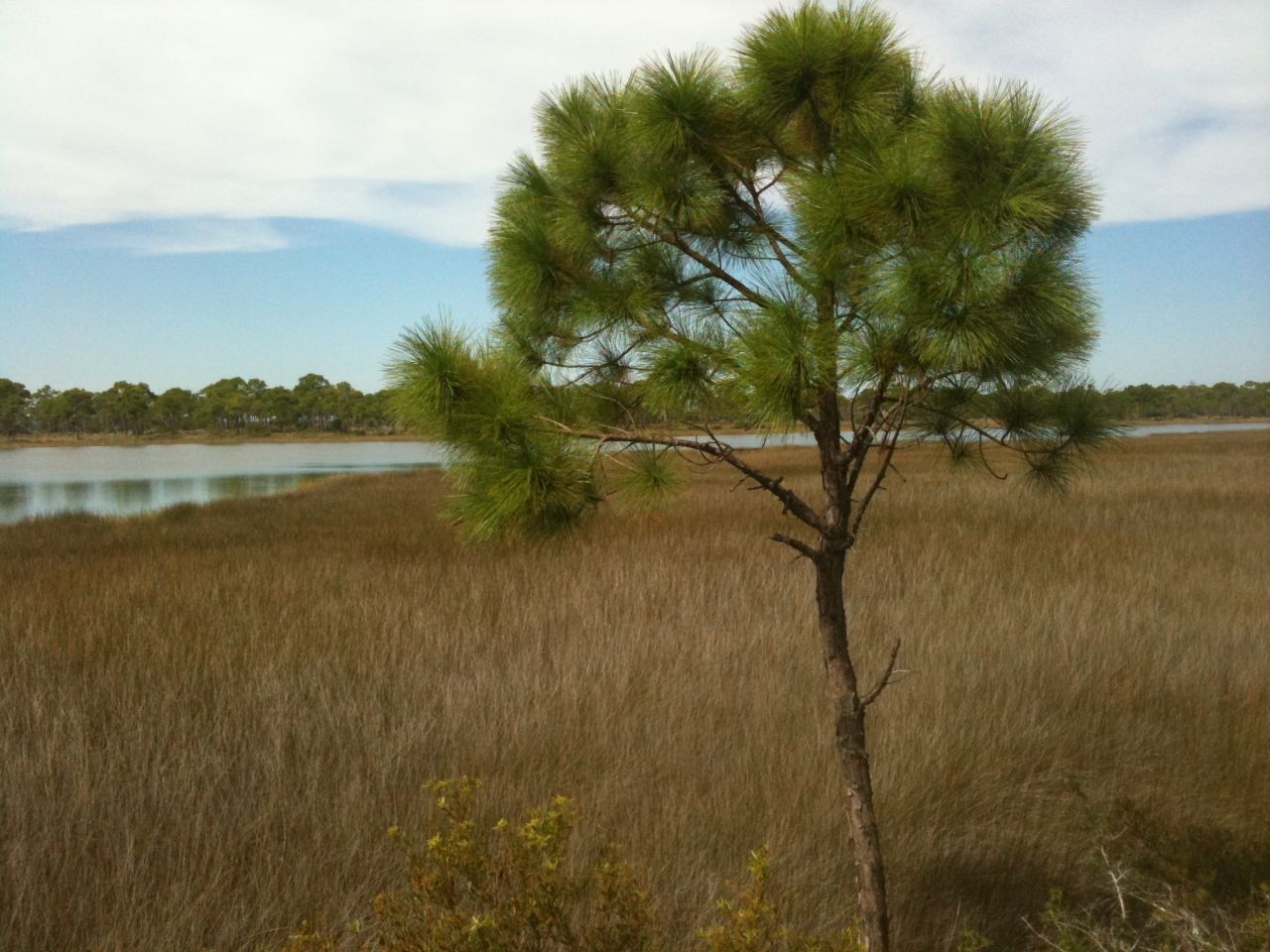 A lone pine stands guard over the marsh, a vital part of the maritime ecosystem here.