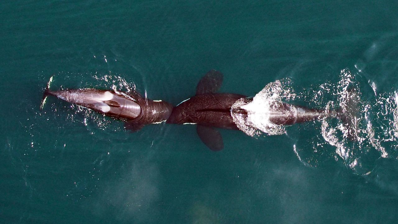 In an exhibit of playful behavior, two killer whales nuzzle head-to-head. 