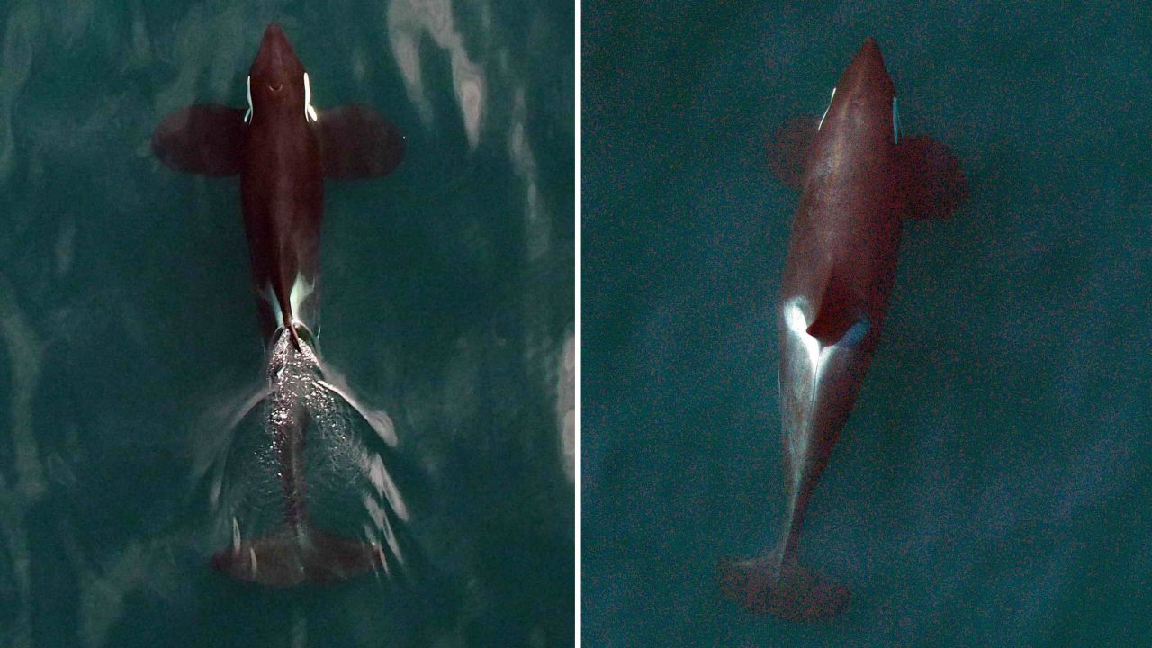 Two northern resident killer whales were photographed by a remote-controlled hexacopter from 100 feet. The whale on the left is in very poor condition and is thought to have recently perished. The whale on the right is healthy and in the prime of his life. Scientists are using the hexacopter as a cost-effective and non-intrusive method for monitoring the health of killer whales.