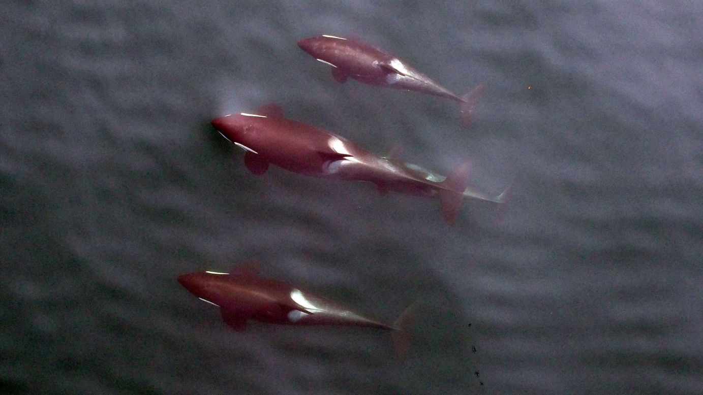 A group of northern resident killer whales, photographed by an unmanned aerial vehicle from 100 feet.<br />