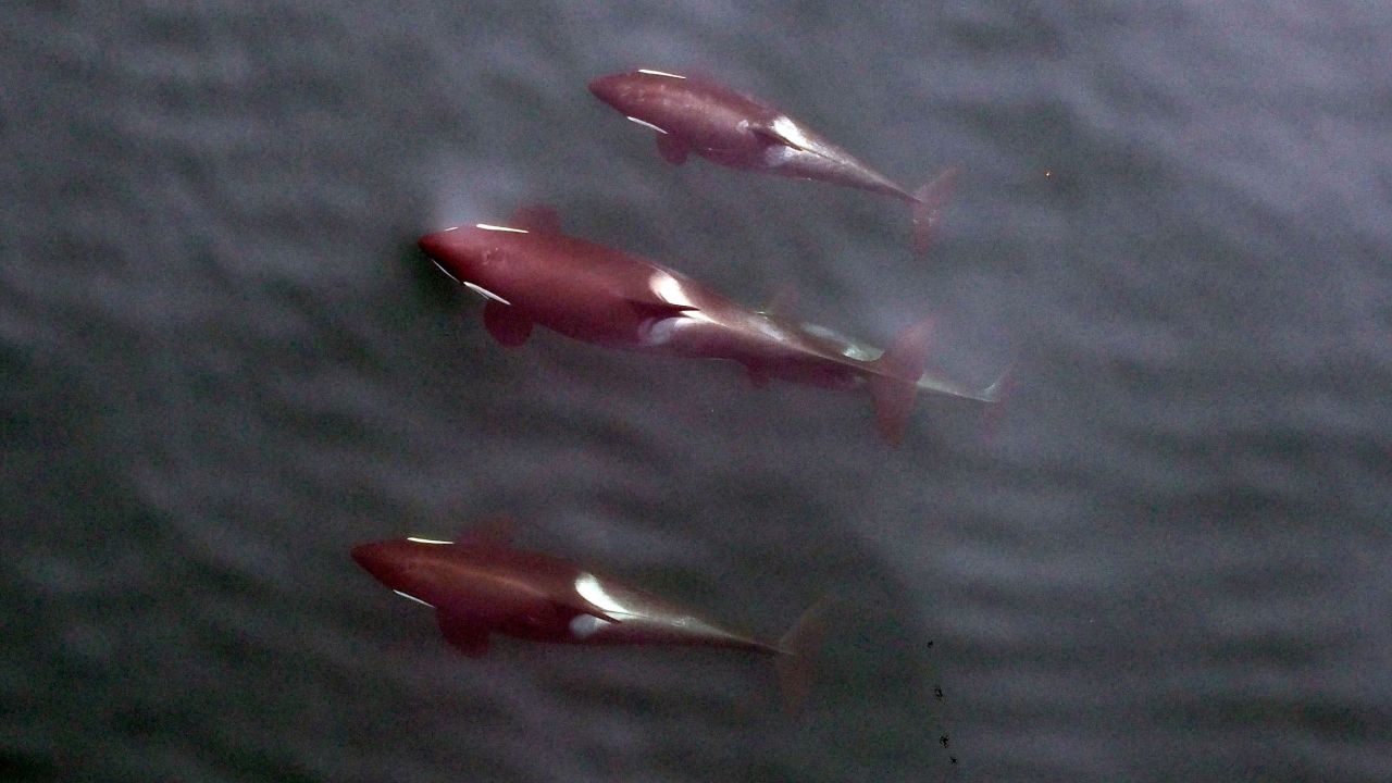 A group of northern resident killer whales, photographed by an unmanned aerial vehicle from 100 feet.<br />