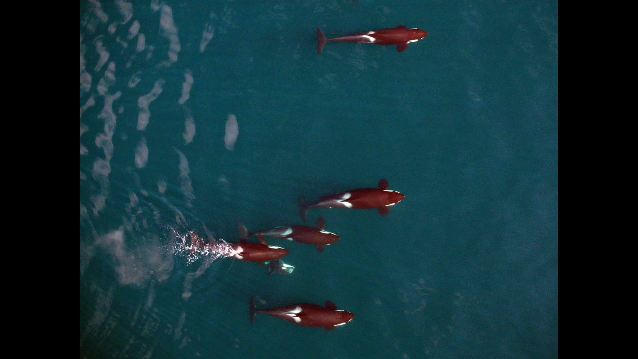 This photo offers an interesting study in comparative body condition of killer whales. The female at top appears skinny and in poor condition. The female in the middle appears healthy and well-nourished. The whale at bottom is pregnant, her body bulging aft of the rib cage.