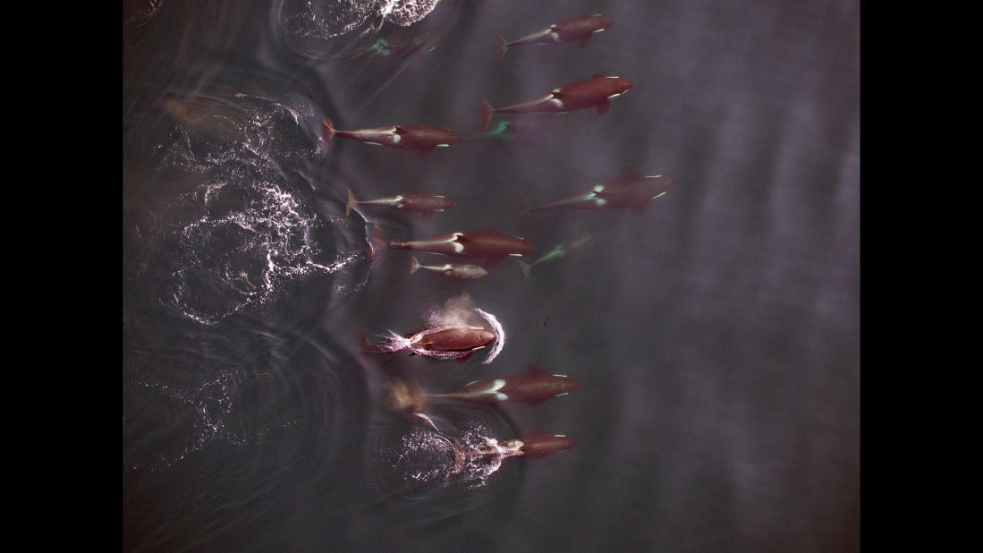 A group of northern resident killer whales, photographed by an unmanned aerial vehicle from 100 feet.