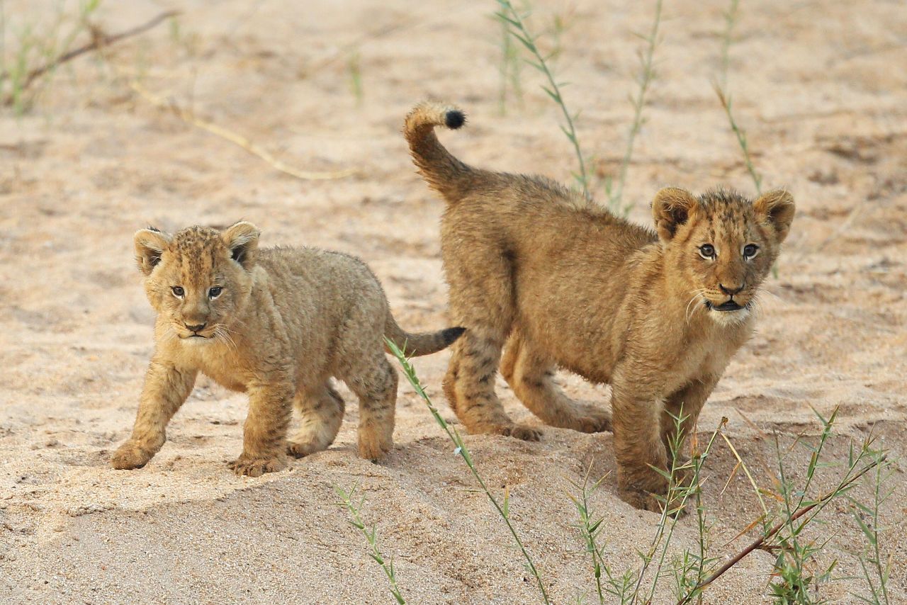 Lion cubs in the Edeni Game Reserve in South Africa. Edeni is a 21,000-acre wilderness area located near Kruger National Park. 