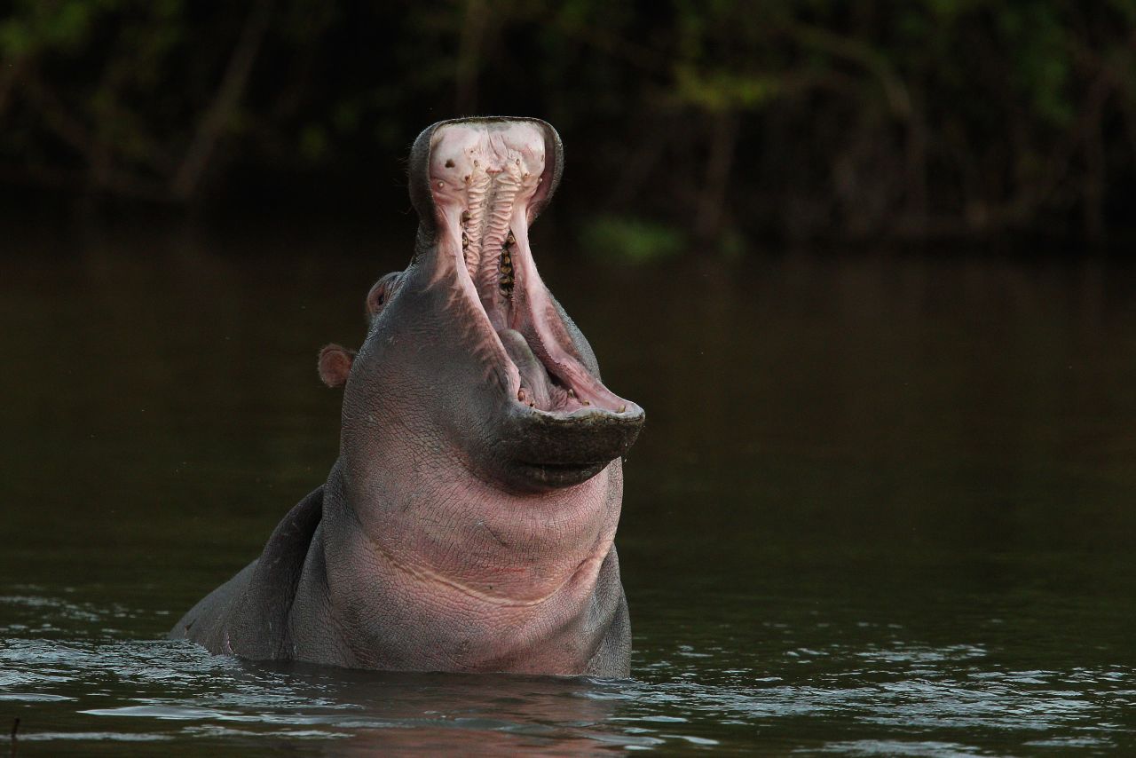 Wouter Vergeer, owner of SafariBookings.com, says South Africa's safari industry hasn't been hit as hard by Ebola fears as its East Africa counterparts. This hippopotamus was photographed in South Africa's Kruger National Park.  