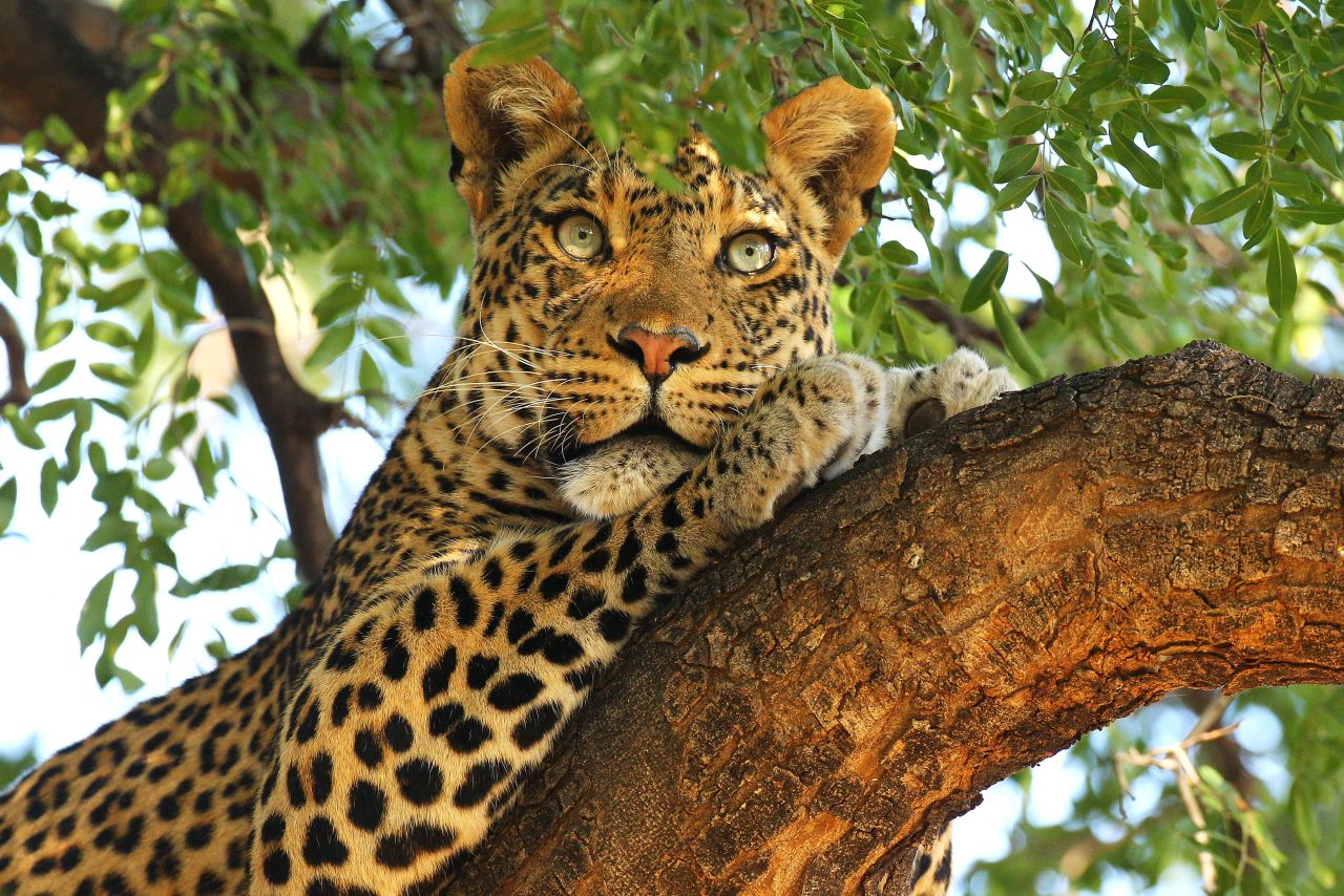 A leopard in Botswana's Mashatu Game Reserve. Though the country is located nearly 5,000 kilometers from West Africa's Ebola-stricken areas, some tourists are holding off on visiting. 