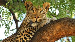 MASHATU, BOTSWANA - JULY 25: A leopard looks out from a tree at the Mashatu game reserve on July 25, 2010 in Mapungubwe, Botswana. Mashatu is a 46,000 hectare reserve located in Eastern Botswana where the Shashe river and Limpopo river meet. (Photo by Cameron Spencer/Getty Images)