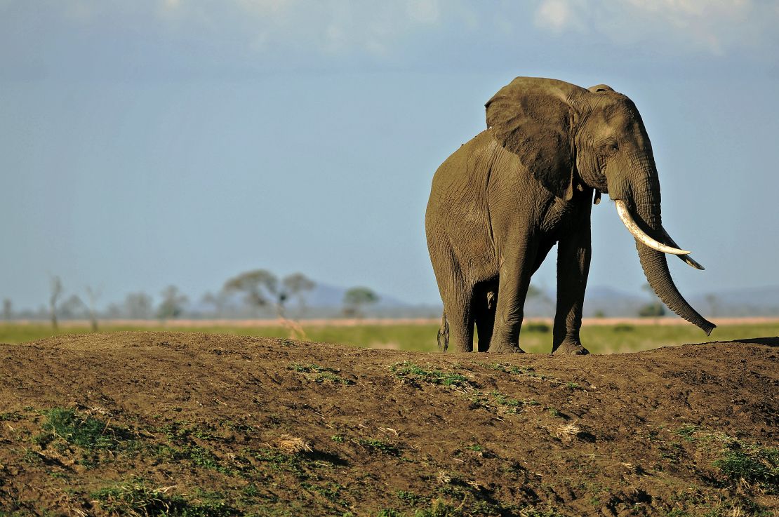 An elephant in Tanzania's Mikumi National Park. 