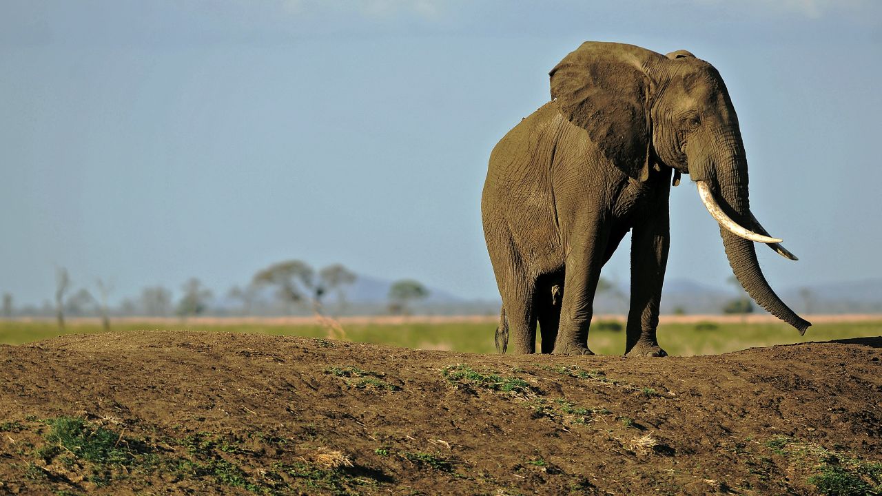 An elephant in Tanzania's Mikumi National Park. 