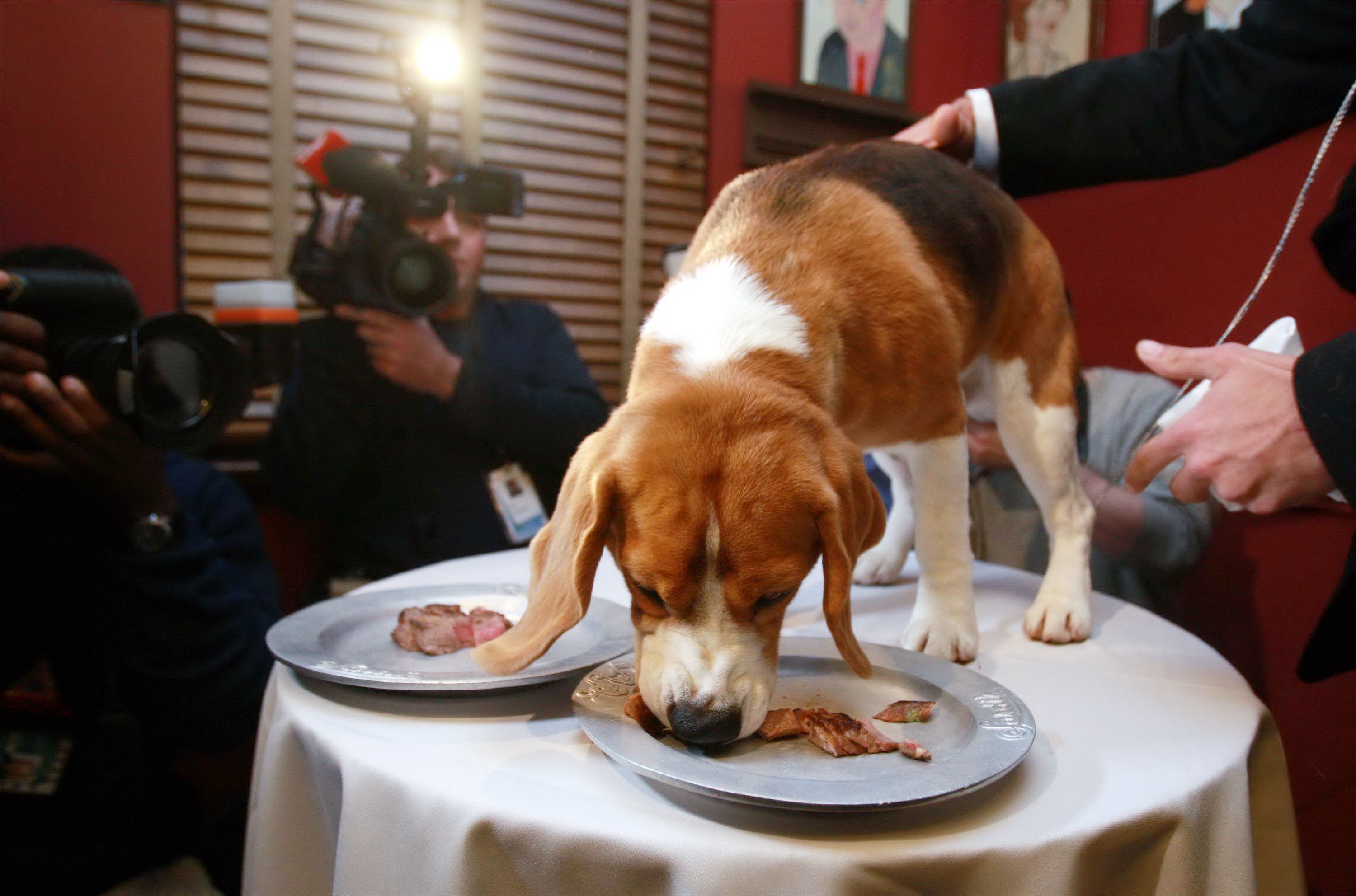 Are Dogs Designed To Eat Meat