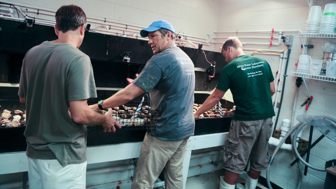 Employees teach Mike Rowe about the "oyster orgy."