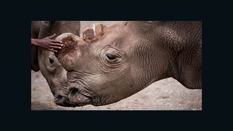 Suni was one of the last northern white rhinos in the world.