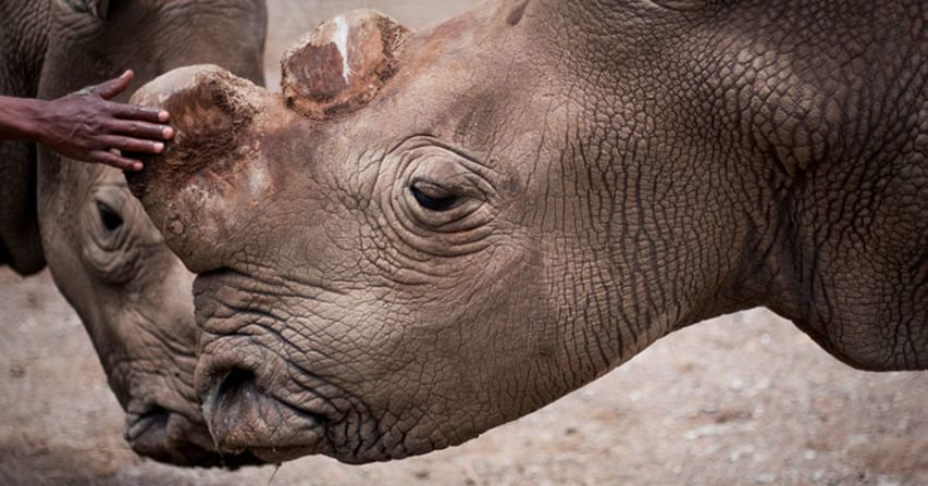 Sudan was one of three northern white rhinos left worldwide. He <a href="index.php?page=&url=http%3A%2F%2Fwww.cnn.com%2F2018%2F03%2F20%2Fafrica%2Fkenya-northern-white-rhino-dies-whats-next%2Findex.html">died in March</a> 2018.