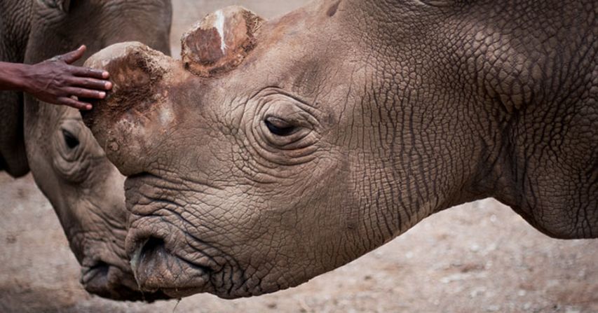 Sudan is one of a handful of northern white rhinos left worldwide. 