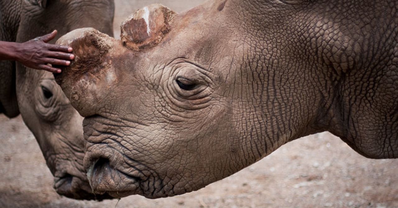 Sudan was one of three northern white rhinos left worldwide. He <a href="http://www.cnn.com/2018/03/20/africa/kenya-northern-white-rhino-dies-whats-next/index.html">died in March</a> 2018.