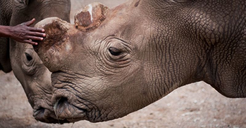 Extinction Countdown Only 6 Northern White Rhinos Left Cnn 