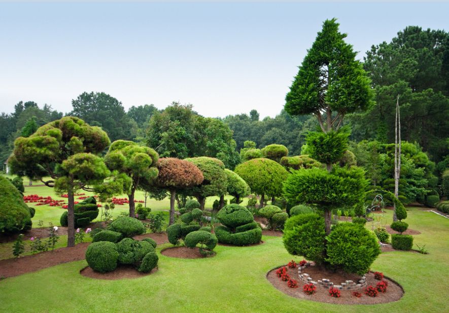 When confronted with the plantless expanse of a former cornfield surrounding his newly built house, Pearl Fryar decided to buy some shrubs. 30 years later, Fryar's 150-plus topiaries have taken the form of astounding, free-flowing, abstract, sometimes whimsical artistic creations. 