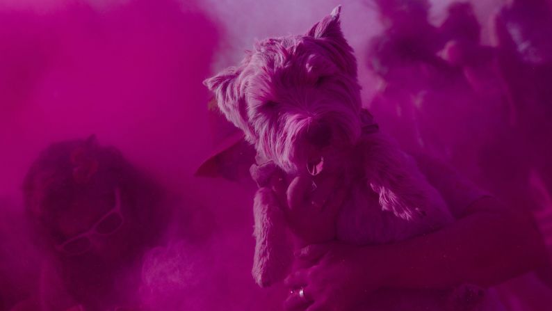 Pink powder is seen all over a dog held by a Holi Run participant Sunday, October 19, in Madrid. During the 5-kilometer (3.1-mile) race, runners are showered with colored powder.
