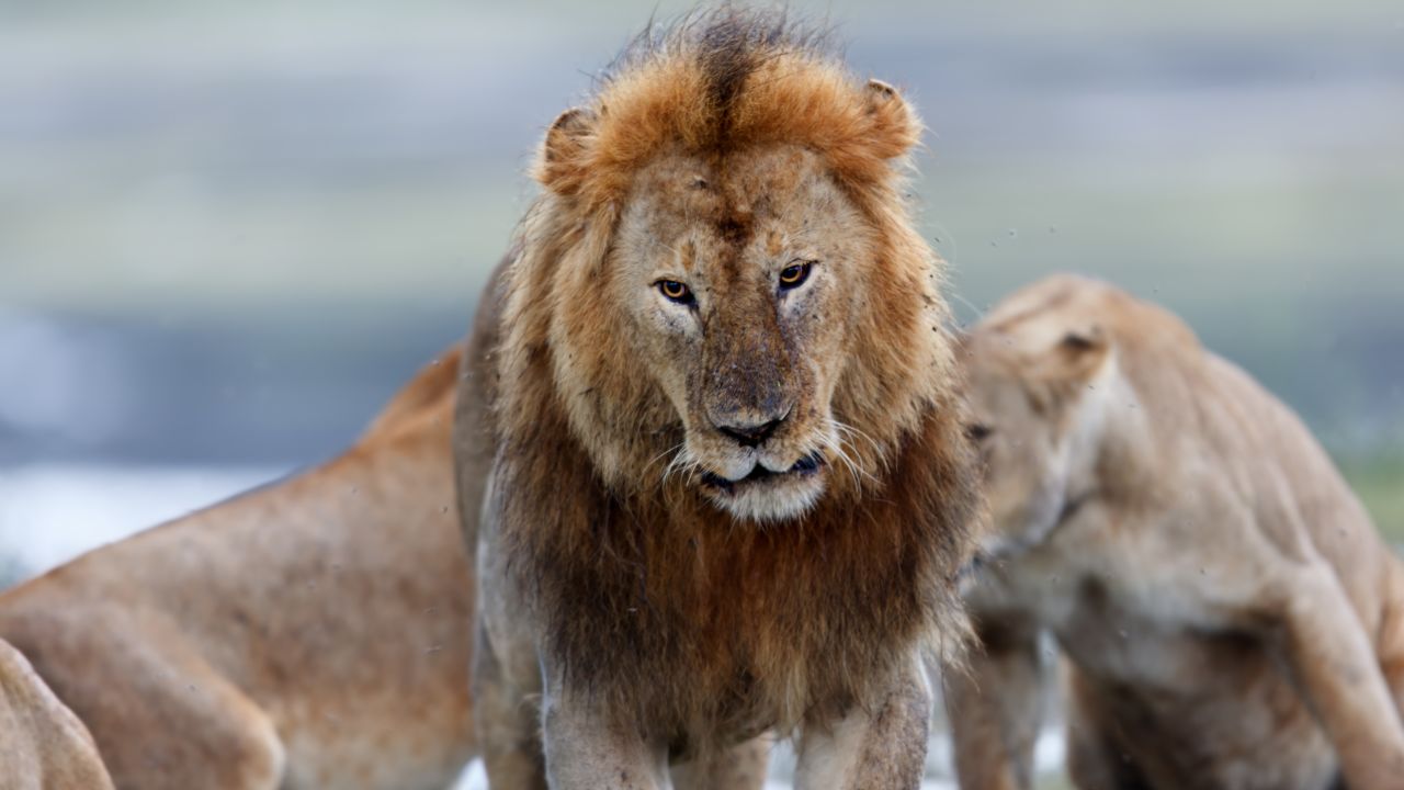 Lions are fearsome crowd-pleasers for safari goers. The world's lion population is dwindling, and the relationship between the big cats and the humans making their livelihoods on the plains is tense.