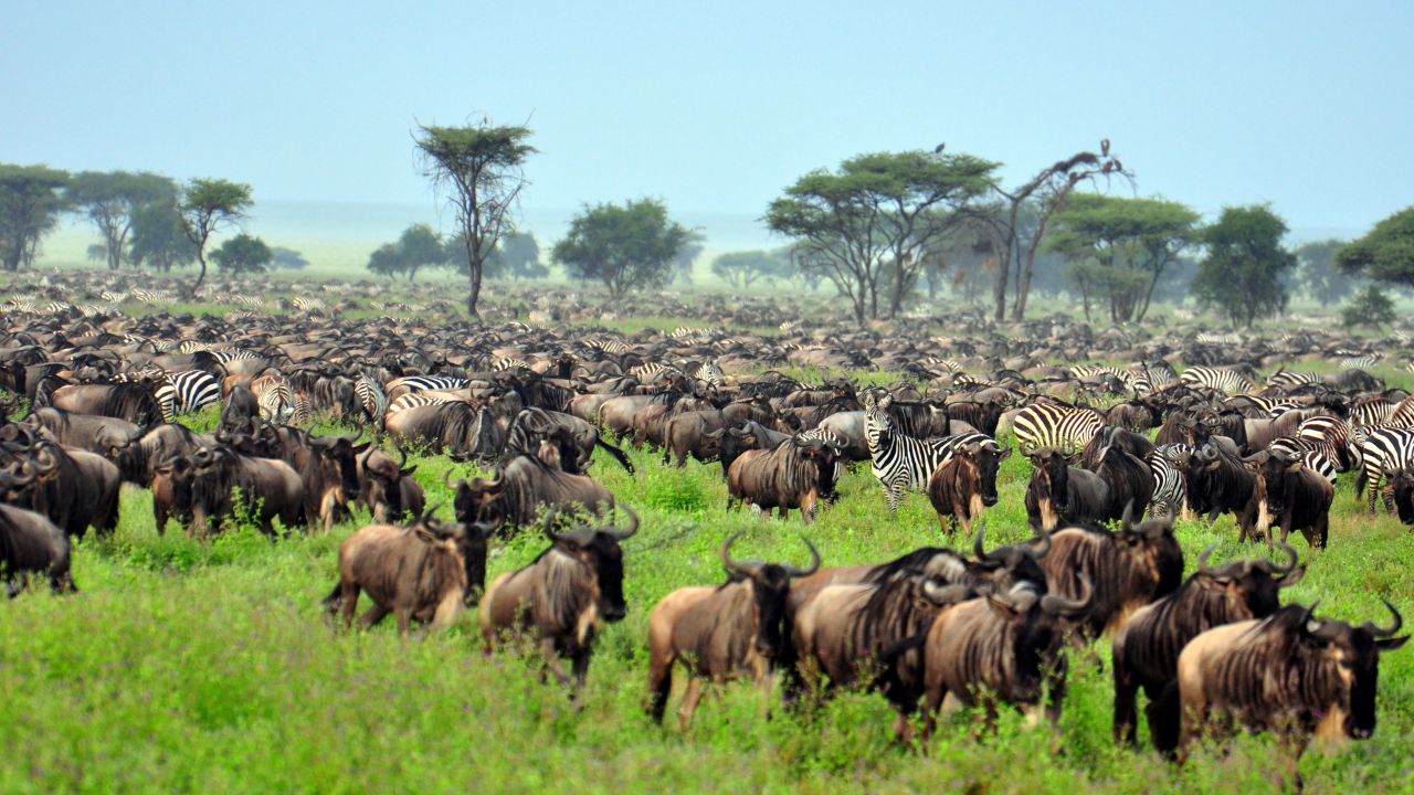 The annual great migration of millions of wildebeest, zebra and other animals across the Serengeti Plains is one of nature's most remarkable events.