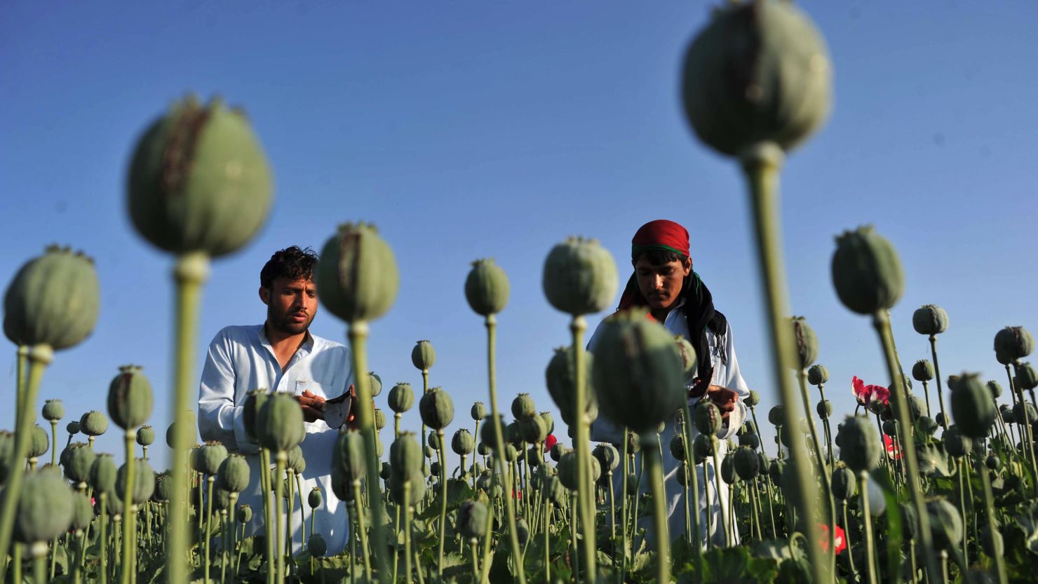 File photo: Afghan farmers work in their poppy field in Khogyani District of Nangarhar province in April, 2013. 