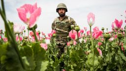 KANDAHAR, AFGHANISTAN - APRIL 5: A soldier in the Afghan National Army's 6th Kandak (battalion), 3rd company walks through a poppy field during a joint patrol with the U.S. Army's 1st Battalion, 36th Infantry Regiment near Command Outpost Pa'in Kalay on April 5, 2013 in Kandahar Province, Maiwand District, Afghanistan. The United States military and its allies are in the midst of training and transitioning power to the Afghan National Security Forces in order to withdraw from the country by 2014. (Photo by Andrew Burton/Getty Images