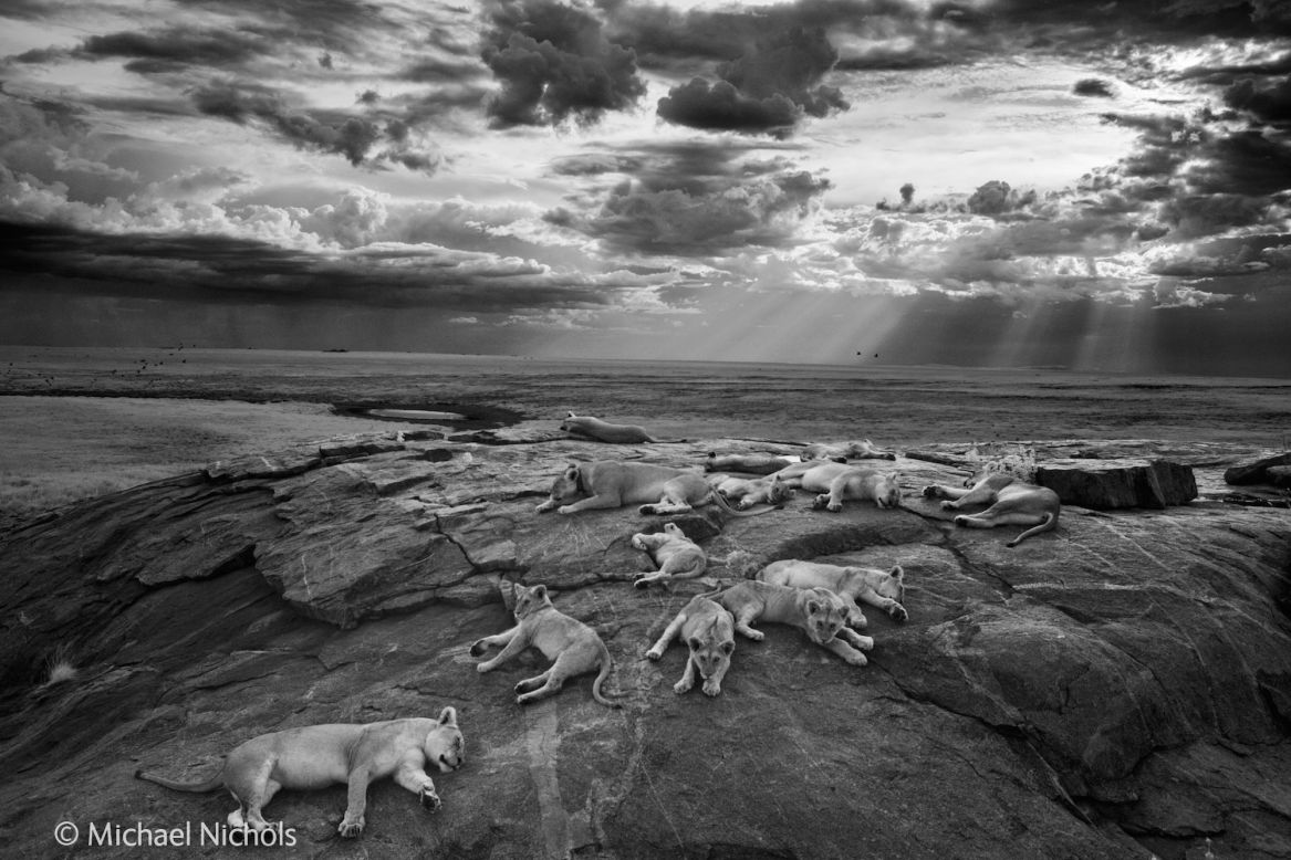 <strong>Title: </strong>The last great picture<br /><br /><strong>Award: </strong>Overall winner, Wildlife Photographer of the Year 2014 <br /><br /><strong>Photographer:</strong> Michael 'Nick' Nichols, United States<br /><br />American photographer Nichols was named Wildlife Photographer of the Year 2014 by a panel of international judges for this serene black-and-white image of lions resting with their cubs in Tanzania's Serengeti National Park.<br /><br />Nichols says he followed this pride for nearly six months, so they were used to his presence as he photographed them in infra-red.<br /><br />This "transforms the light and turns the moment into something primal, biblical almost."  