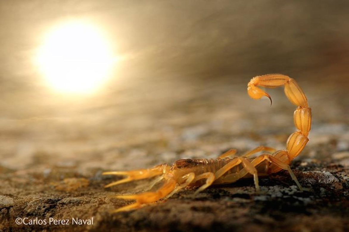 <strong>Title:</strong> Sunbathing at Dusk<br /><br /><strong>Award:</strong> Grand title winner, Young Wildlife Photographer of the Year 2014<br /><br /><strong>Photographer:</strong> Carlos Perez Naval, Spain<br /><br />Eight-year-old Carlos Perez Naval was awarded Young Wildlife Photographer of the Year 2014 for this image of a scorpion soaking up the sun near his home in Torralba de los Sisones, northeast Spain.<br /><br />The late afternoon light was casting such a lovely glow over the scene that he decided to experiment with his first ever double exposure to include the sun.<br />