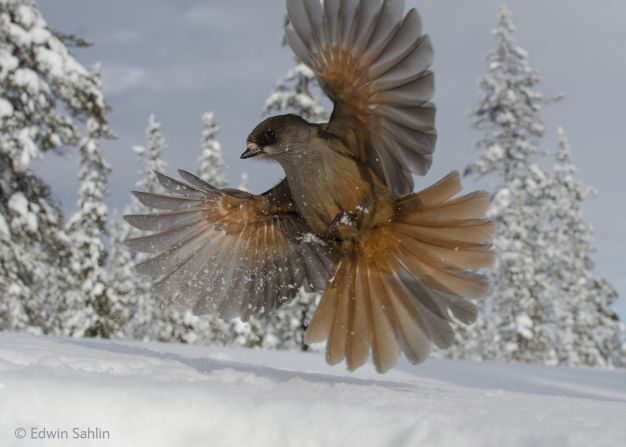 <strong>Title:</strong> Snowbird<br /><br /><strong>Award:</strong> Finalist in the Young Photographer (15-17 years) category <br /><br /><strong>Photographer:</strong> Edwin Sahlin, Sweden<br /> <br />Cheese and sausage are what Siberian jays like -- so Sahlin discovered on a skiing holiday with his family in northern Sweden.<br /> <br />Whenever they stopped for lunch, he would photograph the birds that gathered in search of scraps.<br /><br />An exhibition featuring all Wildlife Photographer of the Year winners will take place at London's Natural History Museum from October 24 until August 30, 2015. <br /><br />For the full list of winners/finalists, visit the <a href="http://www.nhm.ac.uk/visit-us/wpy/index.html" target="_blank" target="_blank">Wildlife Photographer of the Year website</a>. <br /><br />Think you've got a shot at winning the grand prize? Next year's competition opens January 5, 2015. <br /><br /><a href="http://www.nhm.ac.uk/index.html" target="_blank" target="_blank"><em>National History Museum</em></a><em>, Cromwell Road, London; +44 20 7942 5000</em>