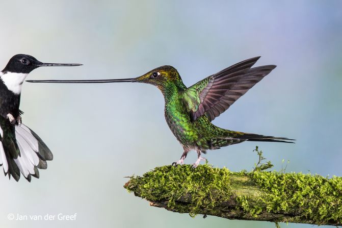The winners of the 50th Wildlife Photographer of the Year Competition have been announced by London's Natural History Museum. The competition is open to all professional, amateur and young photographers. <br /><br />Event organizers say they received more than 42,000 entries from photographers in 96 countries this year. Here's a selection of winning images and finalists from 2014. <br /><br />For the full list, visit the <a href="http://www.wildlifephotographeroftheyear.com/" target="_blank" target="_blank">Wildlife Photographer of the Year website</a>. <br /><br /><strong>Title:</strong> Touche <br /><br /><strong>Award: </strong>Finalist in the Birds category <br /><br /><strong>Photographer:</strong> Jan Van der Greef, The Netherlands <br /><br />A focus of Van der Greef's trip to Ecuador was the astonishing sword-billed hummingbird -- the only bird with a bill longer than its body (excluding its tail).<br /> <br />This particular bird had to pass a fiercely territorial collared inca to get to the feeders at his lodge. Rather than being scared off, once or twice a day "it used its bill to make a statement."<br /><br />Van der Greef set up multiple flashes to freeze the hummingbirds' wing-beats -- more than 60 a second -- and finally captured the precise colorful moment. 