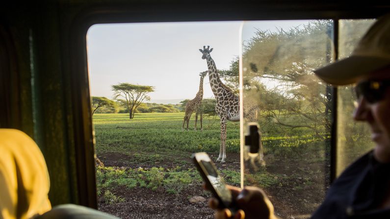 Giraffes roam the Serengeti. 