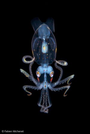 <strong>Title:</strong> Little squid<br /><br /><strong>Award: </strong>Finalist in the 'Underwater Species' category<br /><br /><strong>Photographer: </strong>Fabien Michenet, France<br /><br />Night-diving in deep water off the coast of Tahiti, in complete silence apart from the occasional sound of dolphins, and surrounded by a mass of tiny planktonic animals, Michenet was fascinated by this juvenile sharpear enope squid. <br /><br />Just three centimeters long, it was floating motionless about 20 meters below the surface. Knowing it would be sensitive to light and movement, Michenet gradually maneuvered in front of it.<br /><br />Using as little light as possible to get the auto-focus working, he finally triggered the strobes and took the squid's portrait before it disappeared into the deep.